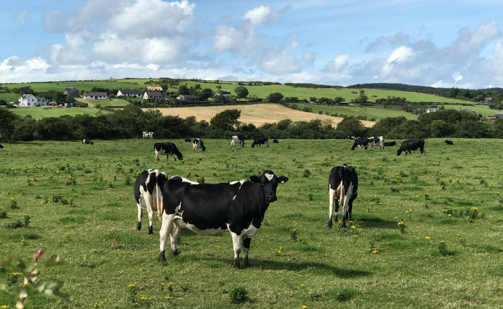 Arran dairy cows in field